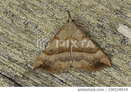 Closeup on the brown snout moth, Hypena proboscidalis sitting on wood 106526634