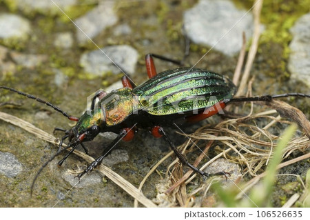 Closeup on a colorful metalling green and red ground beetle, Carabus auronitens in Austria 106526635
