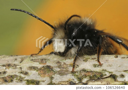 Closeup on a black and orange fluffy male, European orchard mason solitary bee, Osmia cornuta 106526640