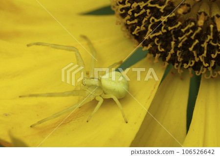 Closeup on a crabspider, Misumena vatia, on a yellow Helenium flower Closeup on a crabspider, Misumena vatia, on a yellow Helenium flower 106526642