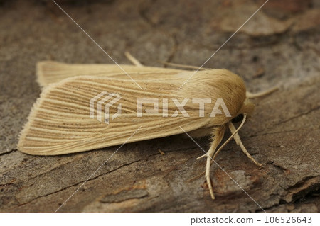 Closeup of the pale brown colored common wainscot moth, Mythimna pallens on piece of wood in the garden 106526643