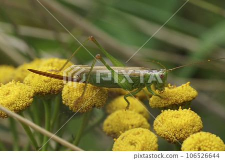 Closeup on the long winged cone-head grasshopper, Conocephalus fuscus sitting on top of a Tansy flower Closeup on the long winged cone-head grasshopper, Conocephalus fuscus sitting on top of a Tansy flower 106526644