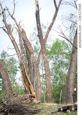Broken trees in park after air attack, Kyiv, Ukraine. Bare trunks after blast wave. Damaged parkland after missile explosion. War in Ukraine. Russian aggression concept. Destroyed nature. 106527089