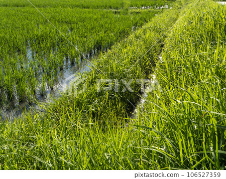 Overgrown paddy footpath and waterway 106527359
