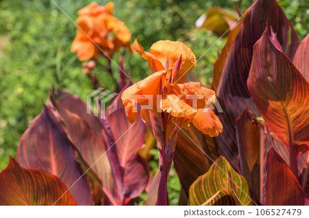 Orange canna 106527479