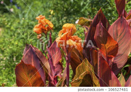 Orange canna 106527481