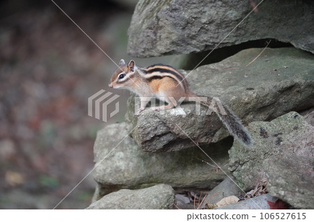 花栗鼠有一條可愛的毛茸茸的尾巴 花栗鼠有一條可愛的毛茸茸的尾巴 106527615