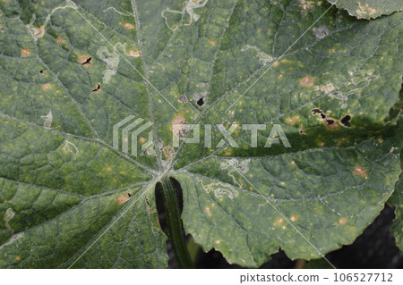 匍匐黃瓜蟲害、漆蟲、細菌性斑點病 匍匐黃瓜蟲害、漆蟲、細菌性斑點病 106527712