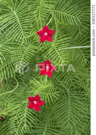 A red star-shaped flower that blooms A red star-shaped flower that blooms 106527771