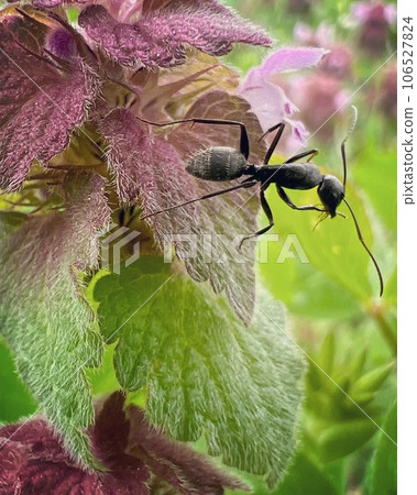 螞蟻和淺紫色的花朵，Odorikosou 106527824