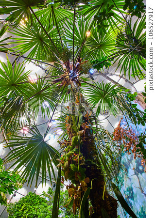 Upward view of large tropical tree in artificial rainforest biome inside dome 106527917
