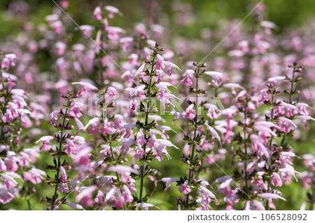 Pink salvia Pink salvia 106528092