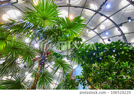 Upward view of canopy of tropical rainforest biome trees and plant life within dome Upward view of canopy of tropical rainforest biome trees and plant life within dome 106528220