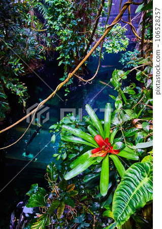 Artificial rainforest river with plants and hanging vine over stream with fish 106528257