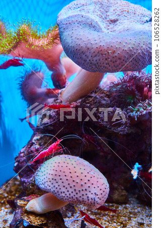 Bright red shrimp in bright blue saltwater tank with other marine life Bright red shrimp in bright blue saltwater tank with other marine life 106528262