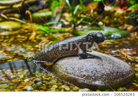 Black lizard with tail and back legs still in water and standing on partially submerged rock Black lizard with tail and back legs still in water and standing on partially submerged rock 106528263