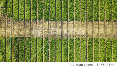 Overhead aerial of strawberry plants in several long vertical rows with dirt road down middle 106528372