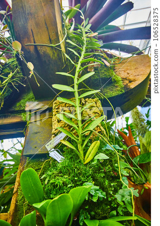 Tall vine growing up wooden beam in conservatory green house 106528375