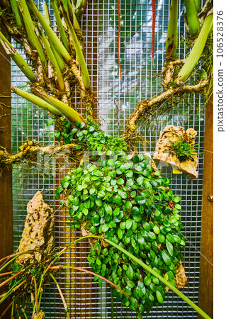 Mesh wall with plants growing on the door 106528376