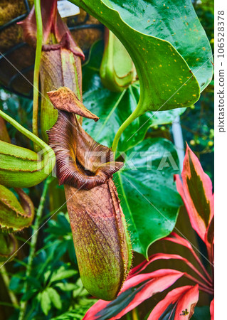 Brown and green carnivorous pitcher plant with a red and black plant in background 106528378