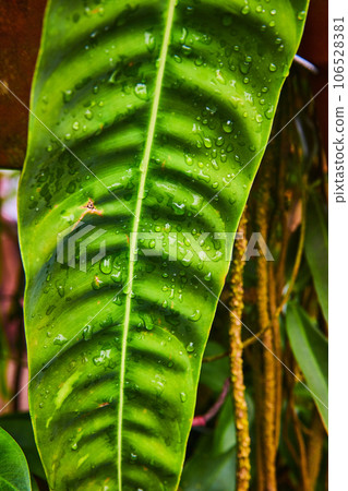Waxy green leaf with dew drops on surface and wrinkled texture Waxy green leaf with dew drops on surface and wrinkled texture 106528381