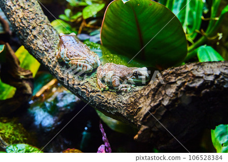 Two brown and light green frogs on large bumpy log in terrarium exhibit 106528384