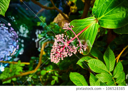 Gorgeous pink flowering plant hanging over vines draping down into pool of rippling water 106528385