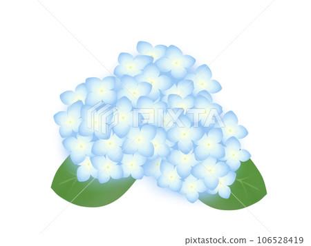 繡球 繡球 106528419