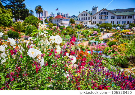 Super colorful view of flower garden at Fort Mason with San Francisco in distance 106528430