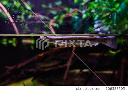 Side view of long silver fish in clear water just beneath surface in aquarium 106528505