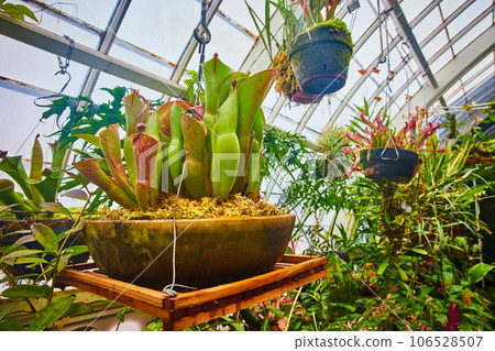 Hanging pot with carnivorous plants and other assorted pots and plants in greenhouse 106528507