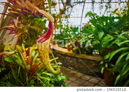 Pretty red ribbed opening of carnivorous pitcher plant with green house in background 106528518