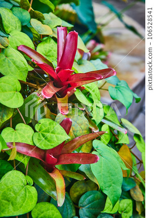 Red succulents poking through green teardrop shaped leaves 106528541