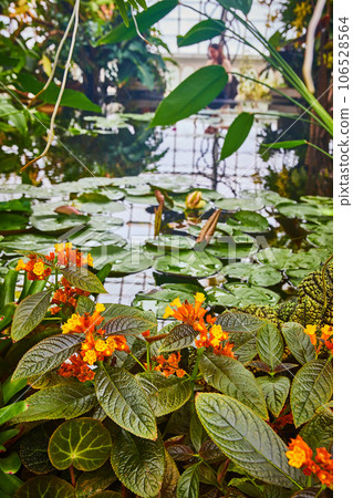 Tiny orange buds opening up to bright yellow flowers with pond in background 106528564