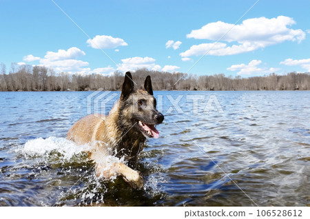 malinois in the river 106528612