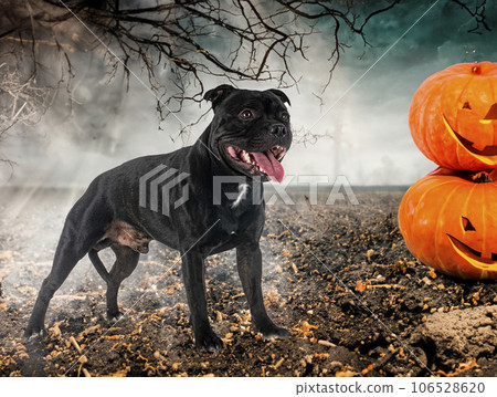 staffordshire bull terrier and halloween staffordshire bull terrier and halloween 106528620
