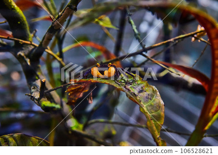 Purple bodied crab with yellow claws and eyes standing creepily on a leaf in a terrarium 106528621