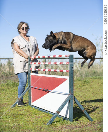 training of belgian shepherd 106528622