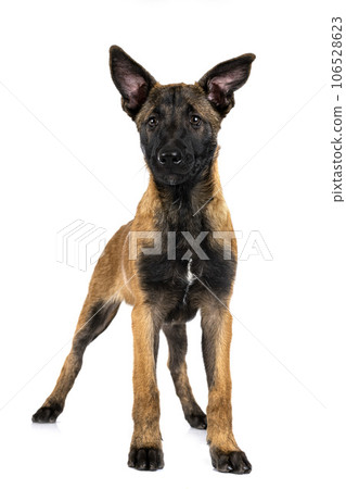 malinois in studio 106528623