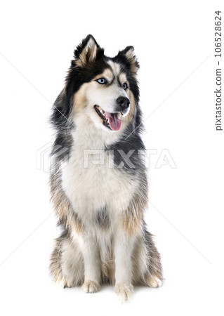 siberian husky in studio 106528624