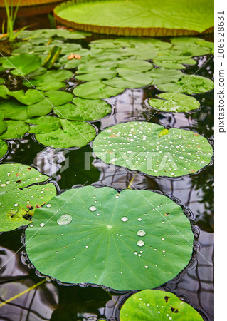 Water droplets on close up of waterlily pads floating on pond 106528631