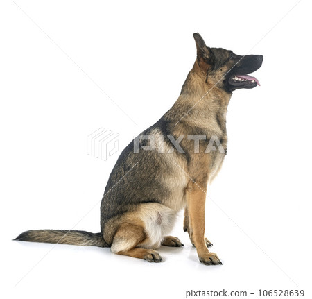 young german shepherd young german shepherd 106528639