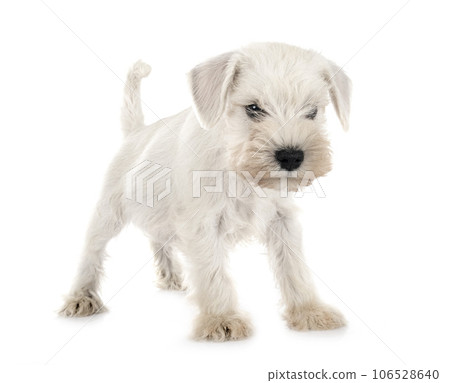 miniature schnauzer in studio miniature schnauzer in studio 106528640