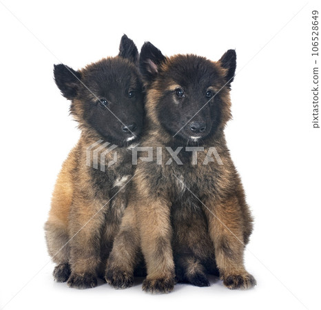 puppies tervueren in studio puppies tervueren in studio 106528649