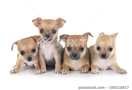 chihuahuas in studio 106528657