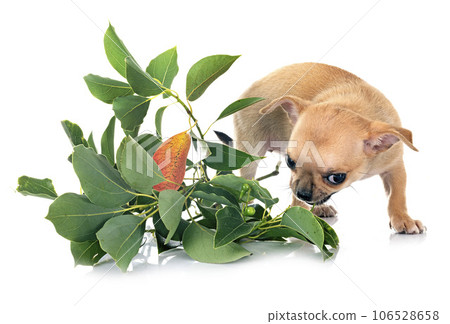 chihuahua in studio chihuahua in studio 106528658