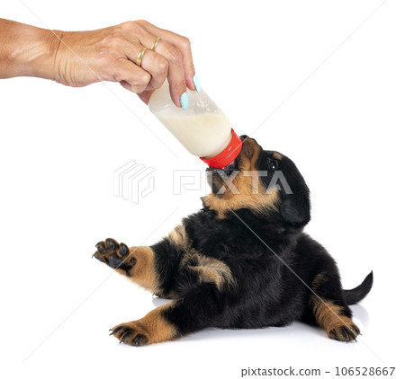 puppy rottweiler suckle a bottle puppy rottweiler suckle a bottle 106528667