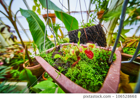 Macro of super tiny venus fly traps in clay planter with nearby plants 106528668