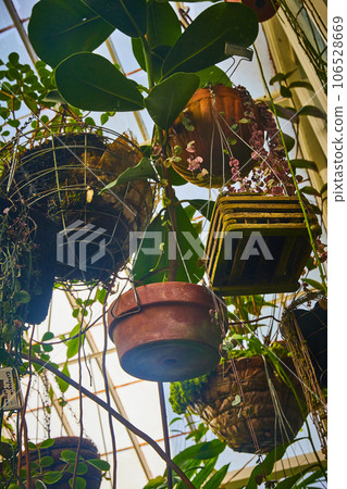 Bottom of hanging pots with plants and windows of conservatory 106528669