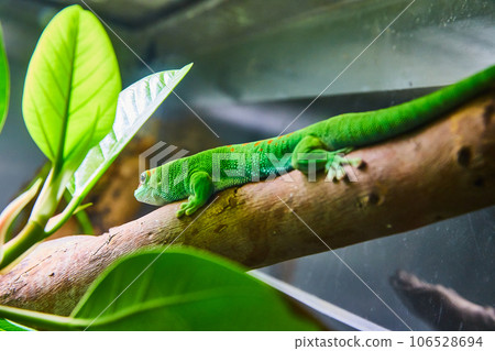 Cute green lizard with orange spots on back resting on log in terrarium 106528694